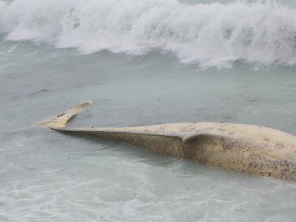 LE WHALE FALL COMMUNITIES E LE SCOPERTE PLIOCENICHE TOSCANE